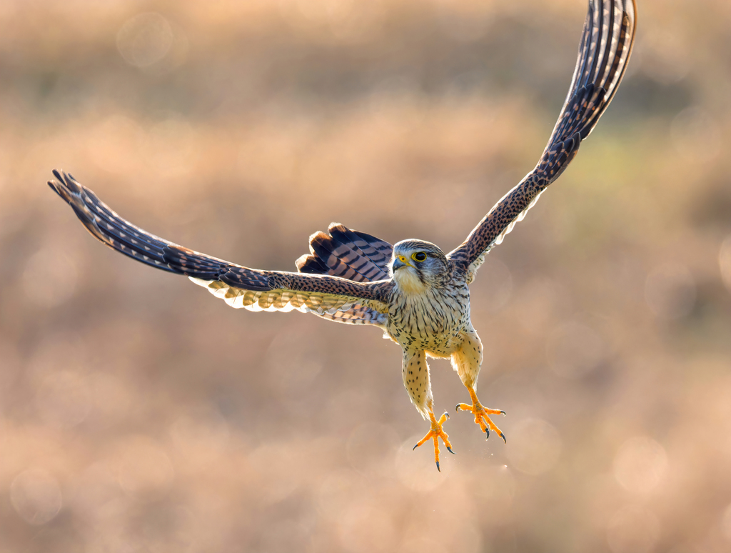 チョウゲンボウ