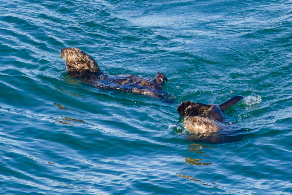 ラッコ 霧多布岬