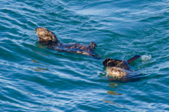 ラッコ 霧多布岬