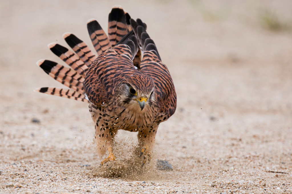 チョウゲンボウ