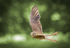 チョウゲンボウ