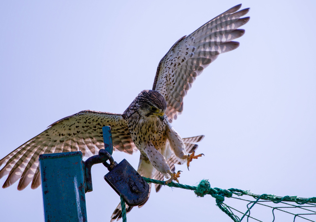 チョウゲンボウ