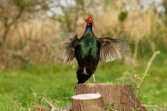 切り株上のキジ