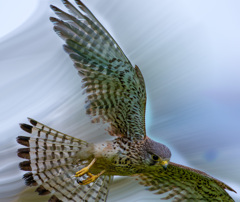 チョウゲンボウ