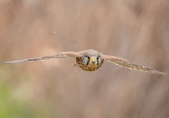 チョウゲンボウ