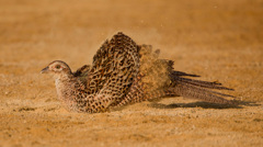 キジのメス（砂浴び）