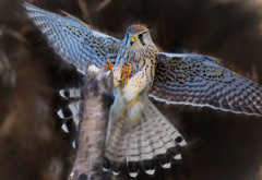 チョウゲンボウ