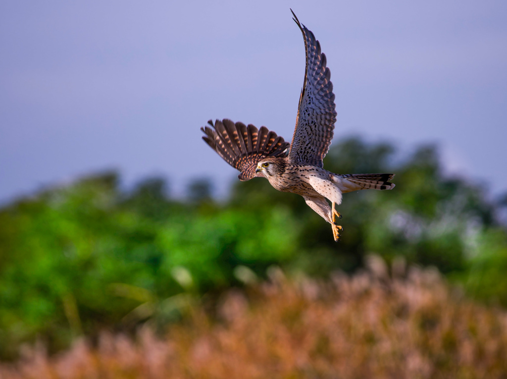 チョウゲンボウ