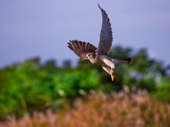 チョウゲンボウ