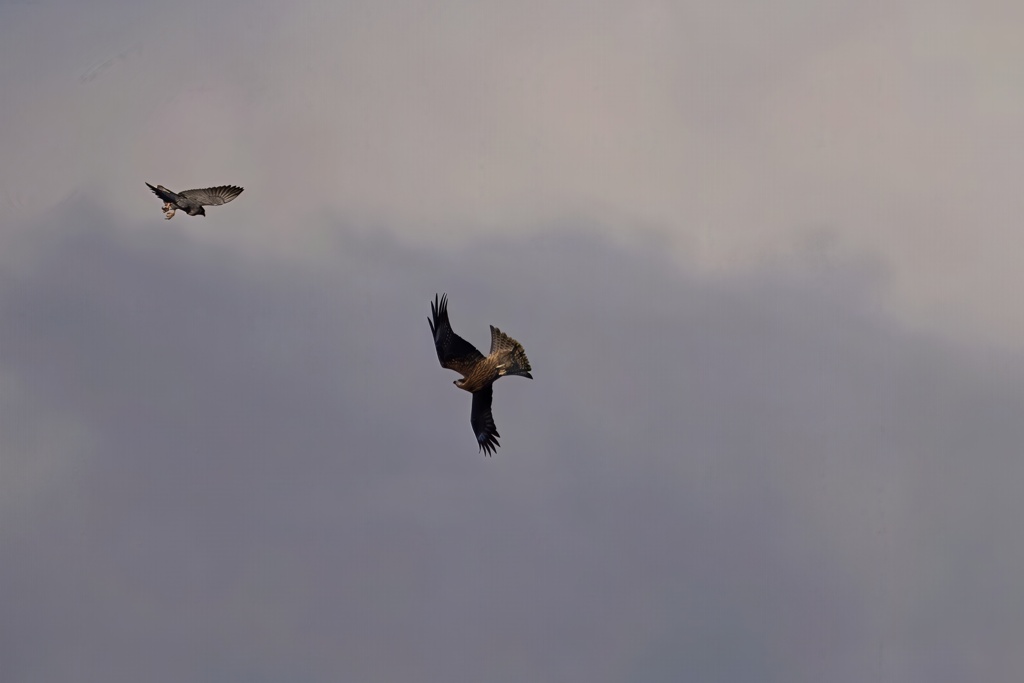 ハヤブサとトビ