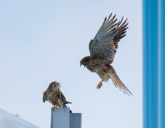 チョウゲンボウ