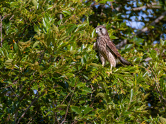 チョウゲンボウ