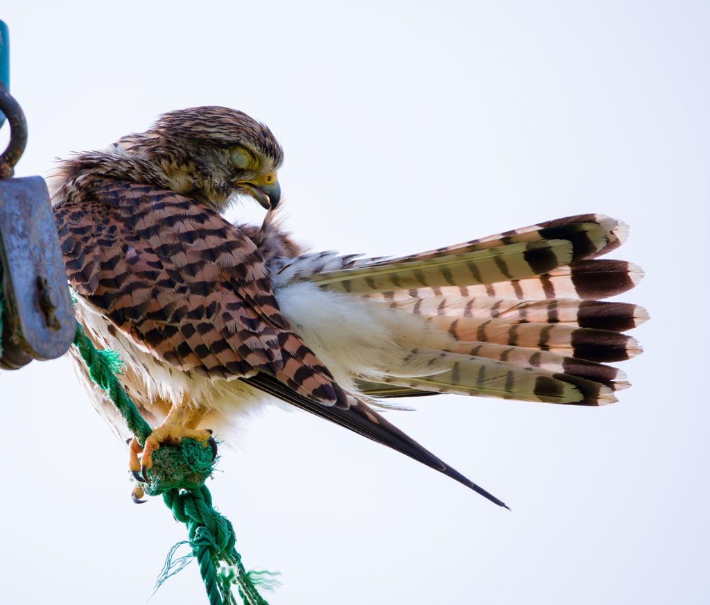 チョウゲンボウ