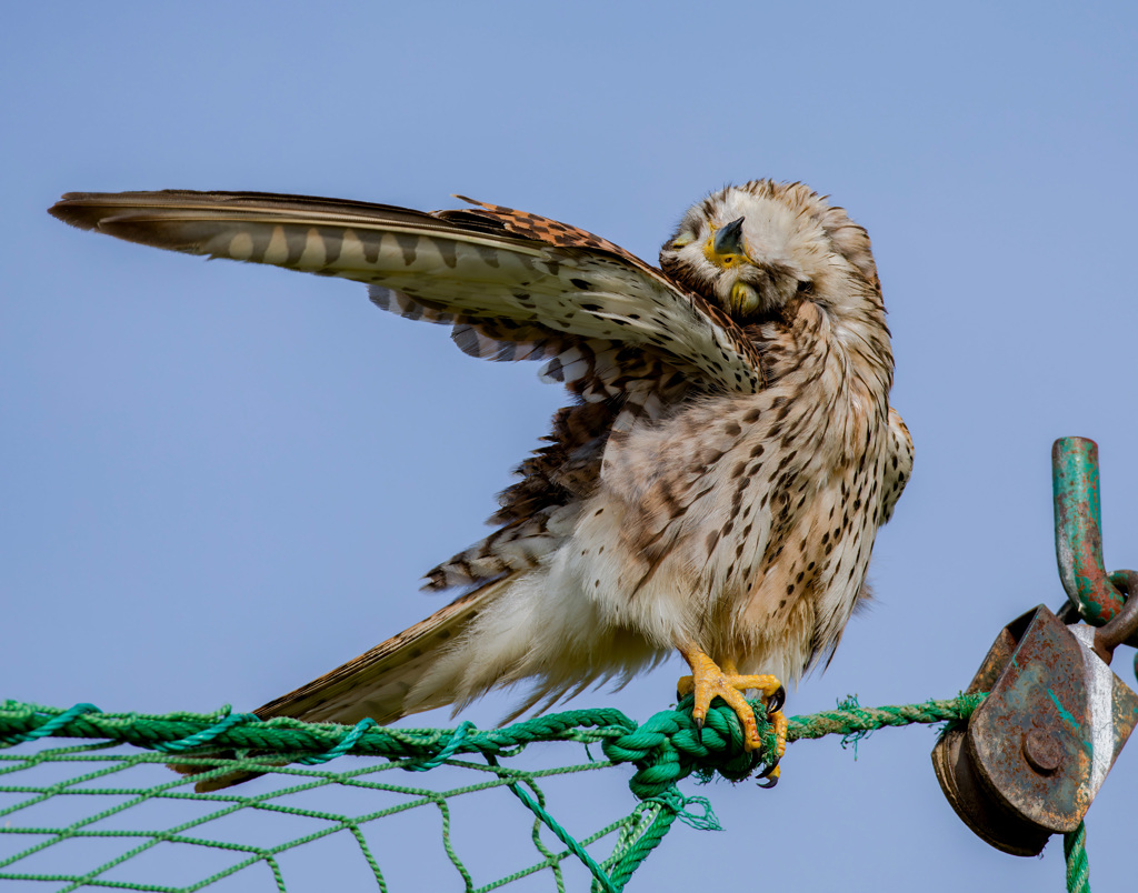 チョウゲンボウ