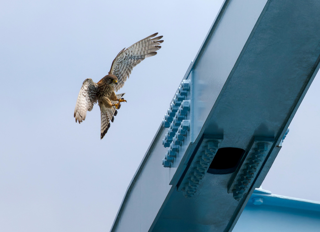 チョウゲンボウ