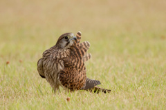 チョウゲンボウ