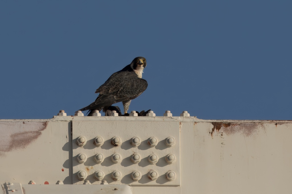 鳩を捕捉