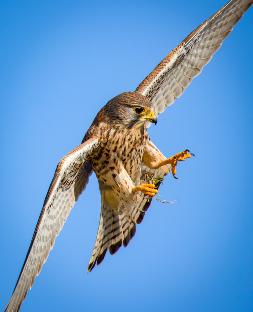 チョウゲンボウ