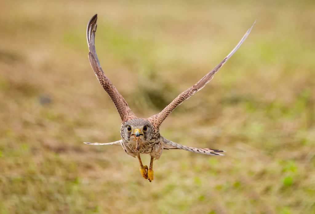 チョウゲンボウ