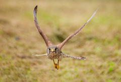 チョウゲンボウ