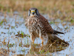 チョウゲンボウ