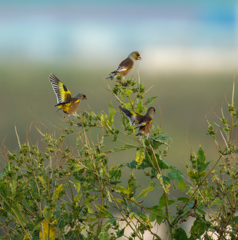 カワラヒワ カワラヒワ