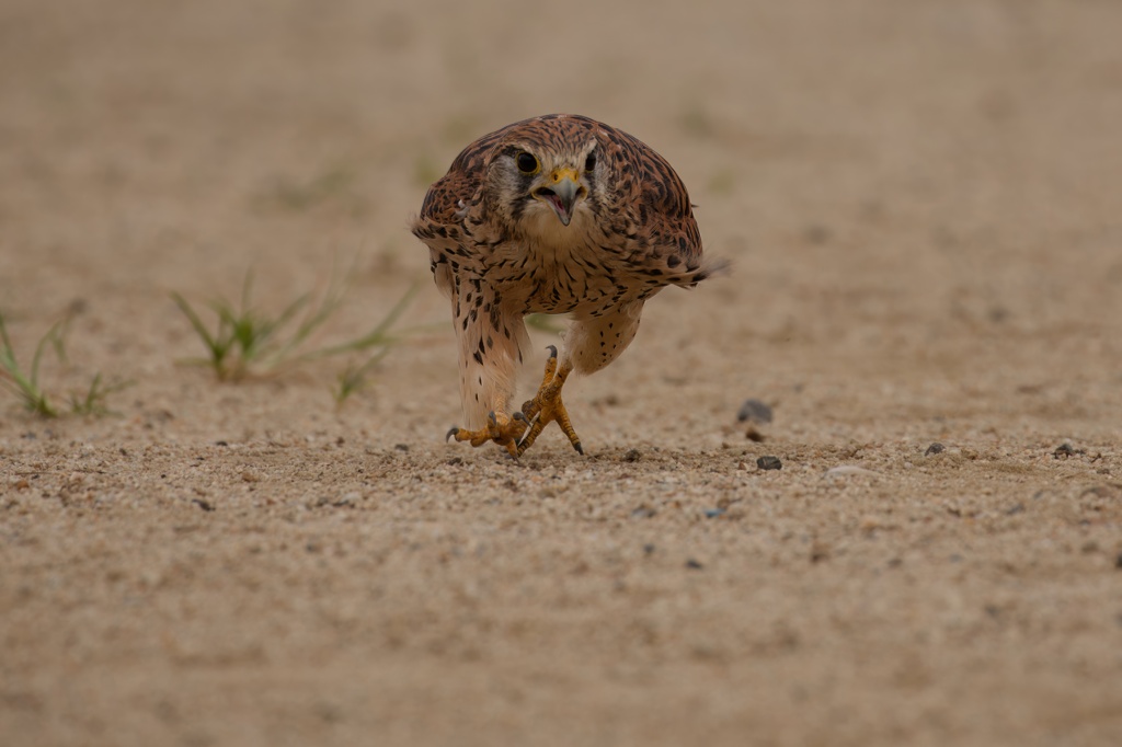 チョウゲンボウ