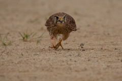 チョウゲンボウ