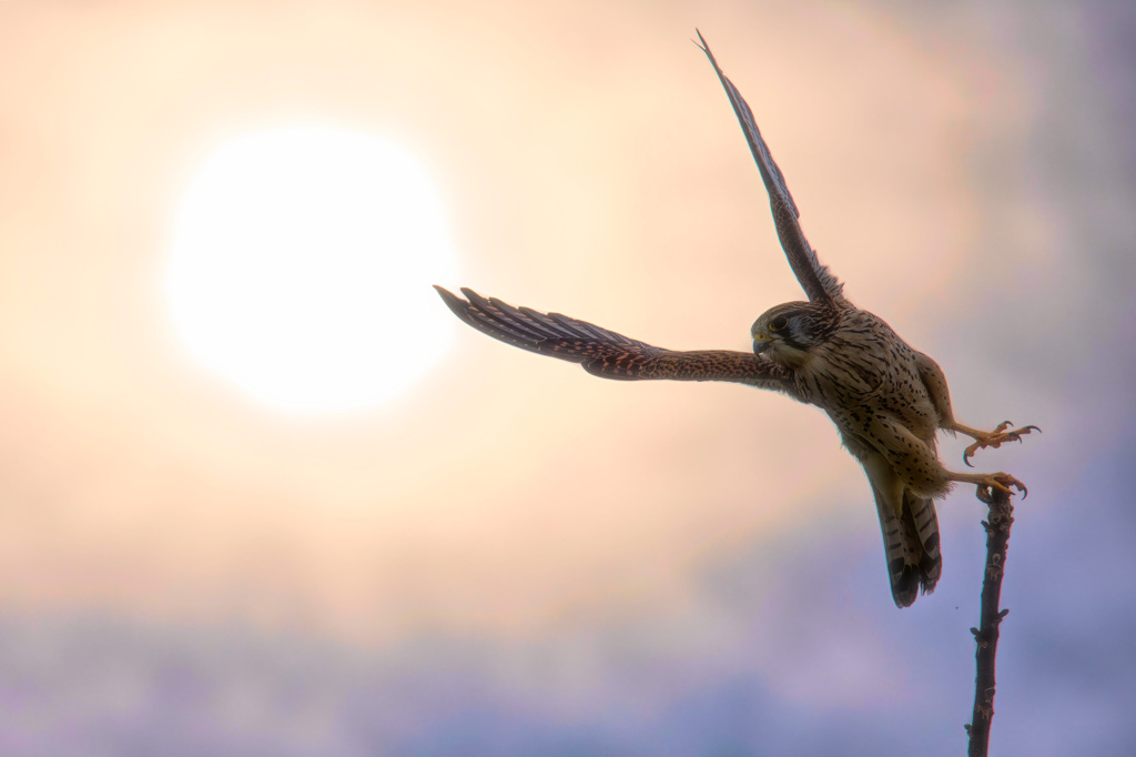 チョウゲンボウ