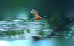 カワセミ