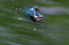カワセミ