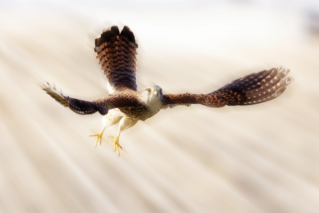 チョウゲンボウ