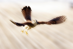 チョウゲンボウ