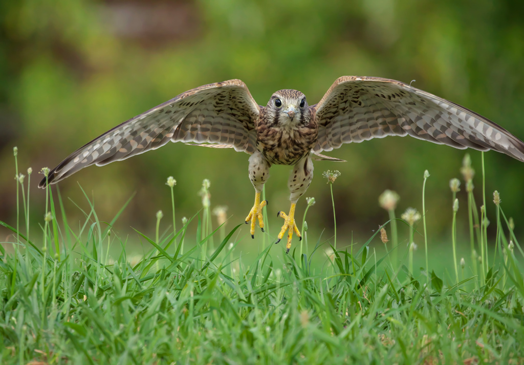 チョウゲンボウ