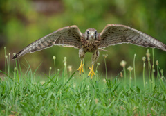 チョウゲンボウ