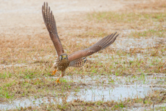 チョウゲンボウ