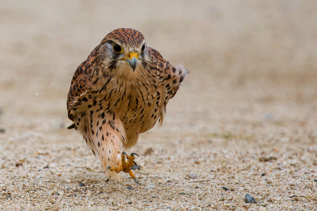 チョウゲンボウ