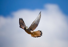 チョウゲンボウ