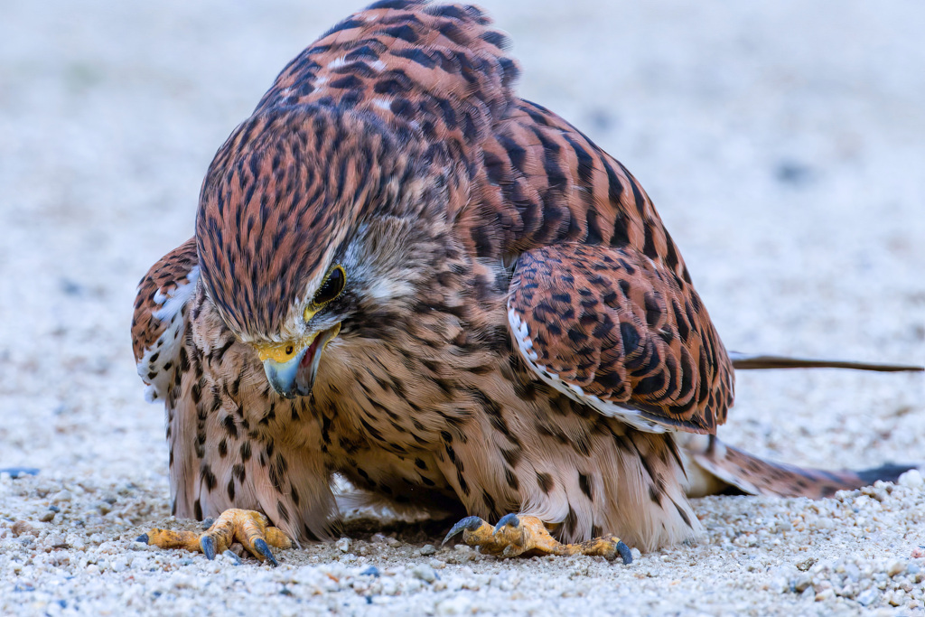 チョウゲンボウ