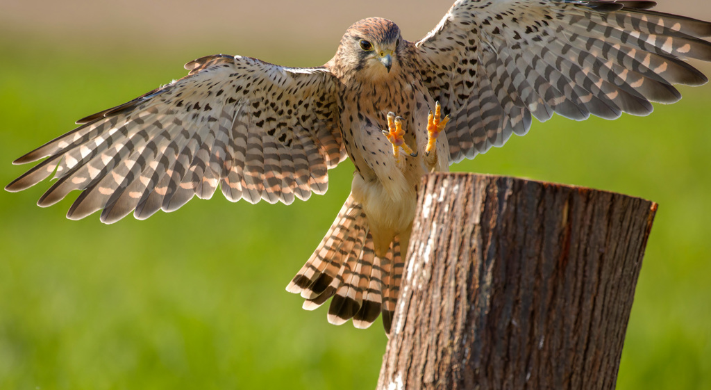 チョウゲンボウ