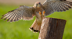 チョウゲンボウ