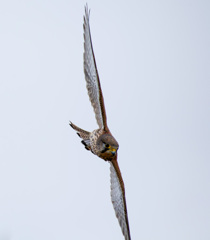 チョウゲンボウ