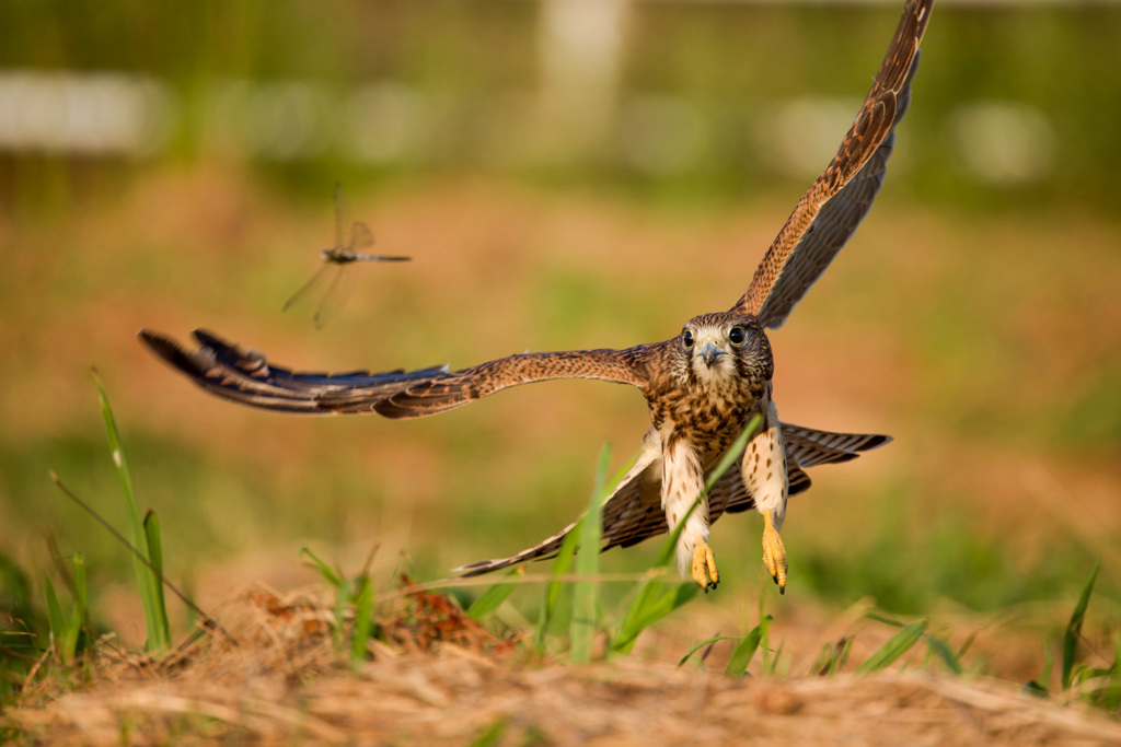 トンボを追って