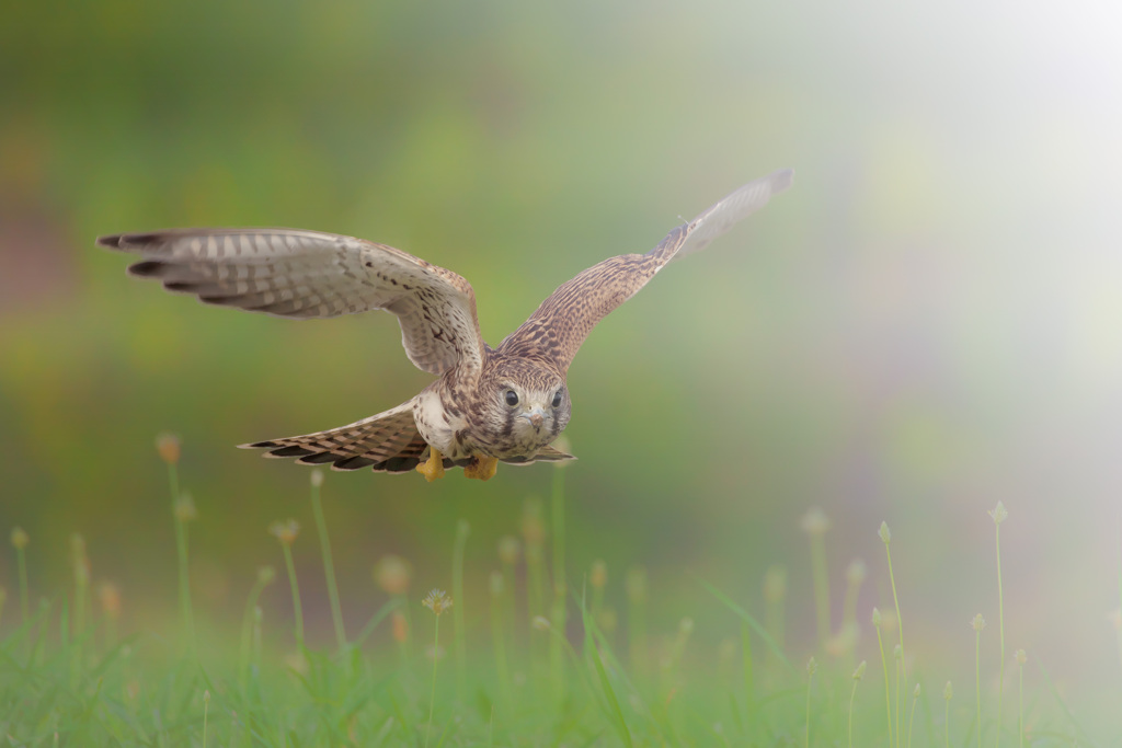 チョウゲンボウ