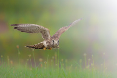 チョウゲンボウ