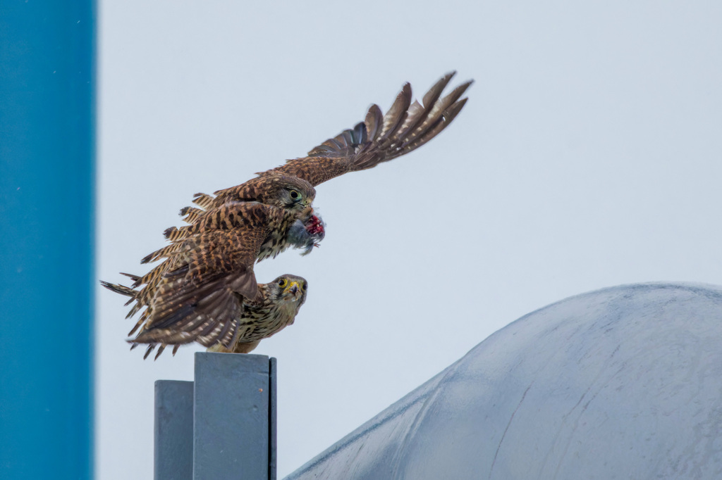 チョウゲンボウ