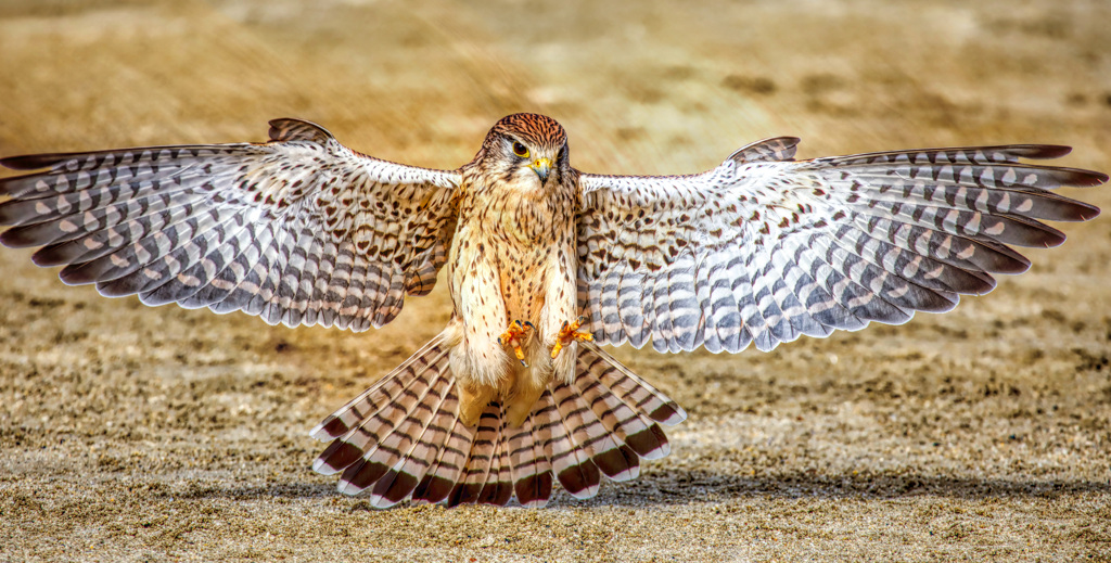 チョウゲンボウ