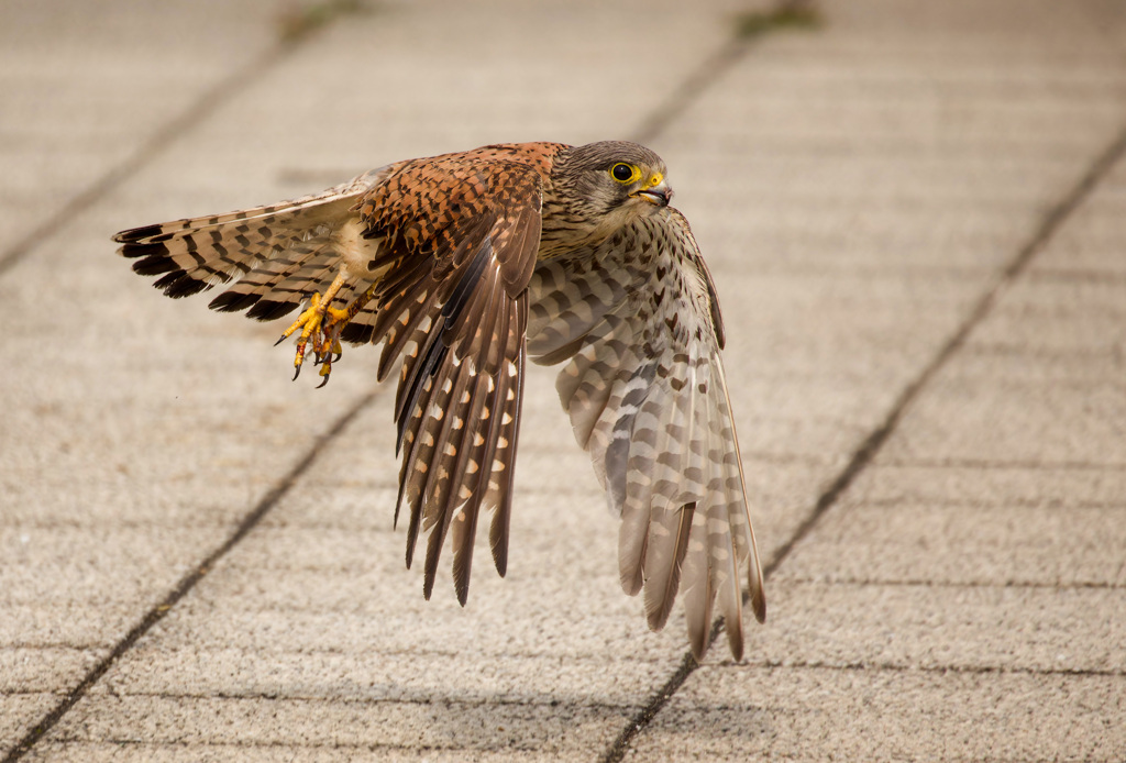 チョウゲンボウ