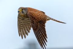 チョウゲンボウ