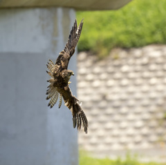 チョウゲンボウ